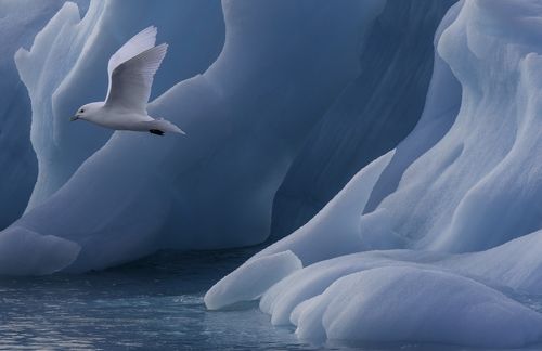 Frozen Beauty