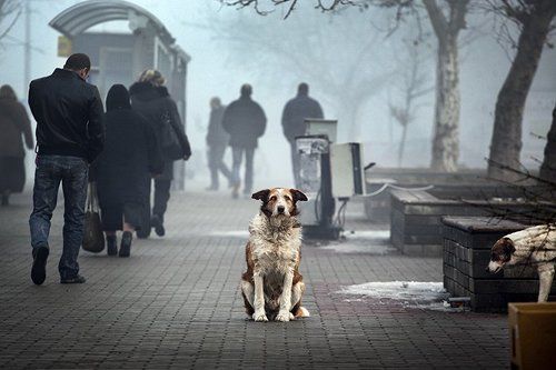 Dog's Life