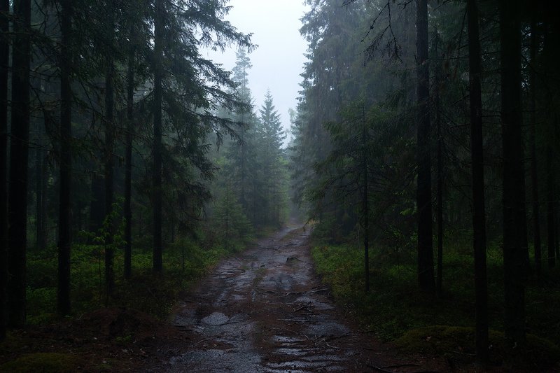 Дождливый Карельский лес