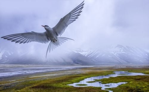 Most nomadic bird on the planet
