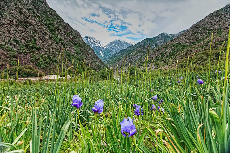 Таджикские цветы. Горные тюльпаны Таджикистана. Цветы гор Варзоба Таджикистана. Адыры Узбекистана.