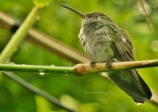 The Hummingbird