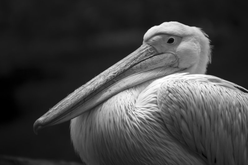 Портрет розового пеликана
