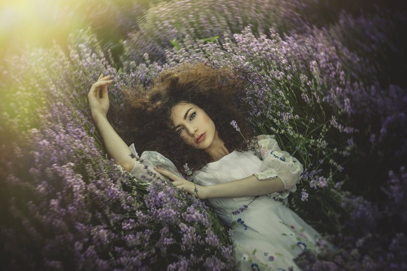 lavender in a dream