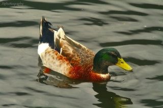 The Duck