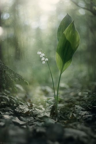 Perpetual Light