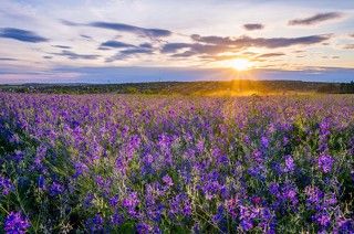 Вечер в поле
