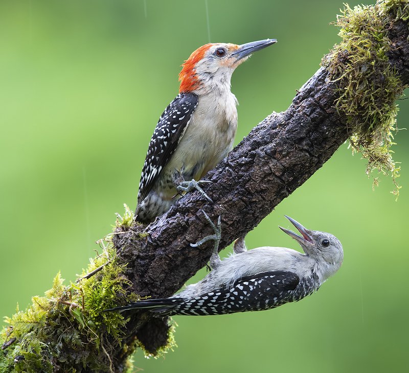 Feeding Time. Red-bellied Woodpecker - Каролинский меланерпес