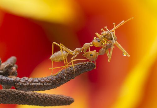Ant Fighting
