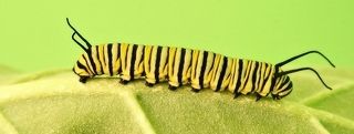 The Caterpillar
