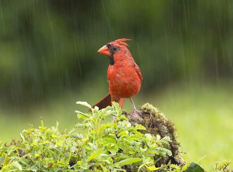 Птицы дождь. Птичка поющая перед дождем. Kent конкурс Birds+Rain.