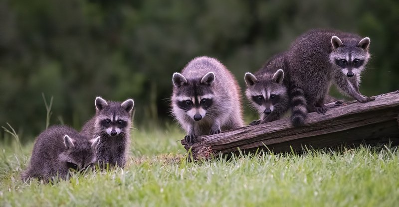 Raccoon Family - Семейство Енотов