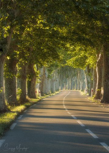 Provence. Road valley & morning sun.