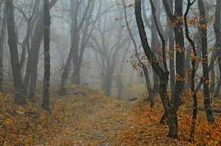В осеннем лесу......
