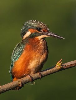 Красавчик