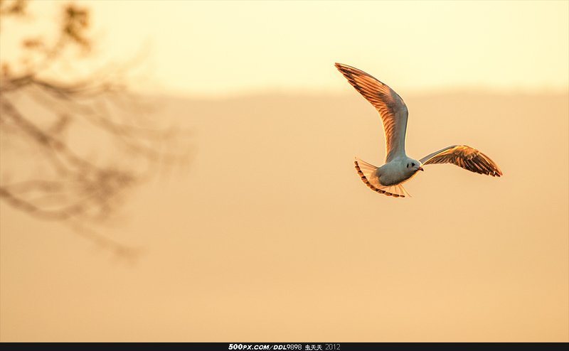 Qionghai Flying Gull