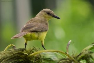 The Bird