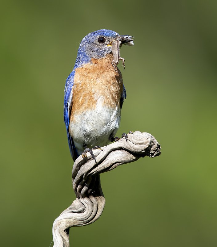 Eastern Bluebird Male - Восточная сиалия самец