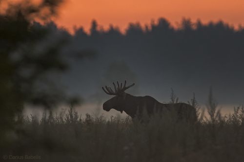 Лось