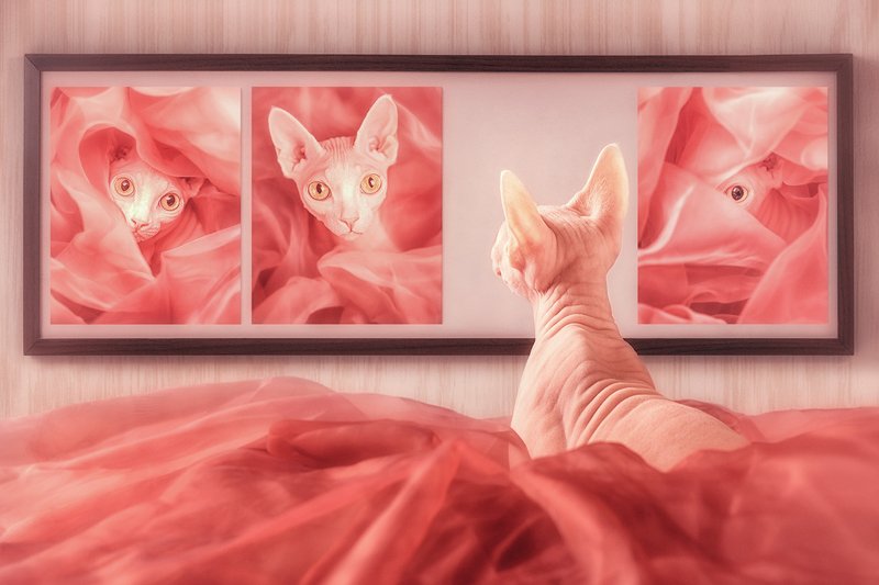 мир кошек мир. выставка кошек. музей мурариум в зеленоградске. кафе с кошками в ульяновске. кошка для социальная сеть.