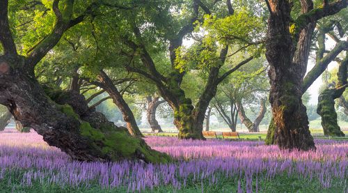 The forest outside fortress