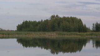 Осинник и его отражение.