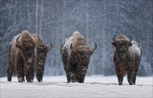 Let It Snow ...