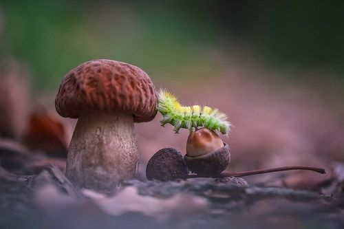 Скалолазка