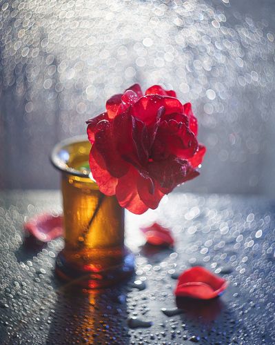 rose