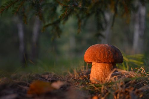 Лесной дар