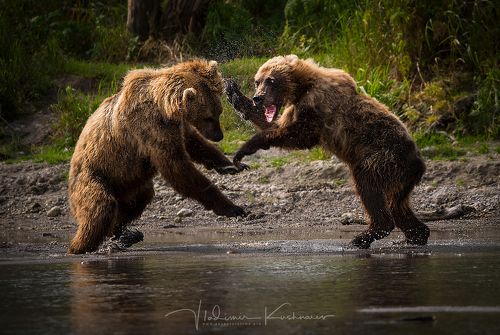 Bear's Clash