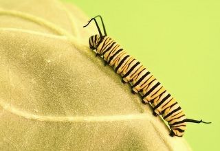 The Caterpillar
