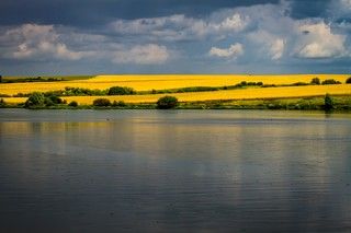 Жёлтое поле