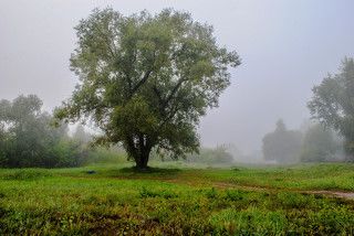 Ивовый гигант в тумане.
