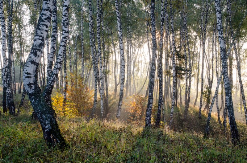 Фото березовый рай