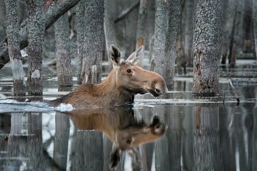 Лось и лес.