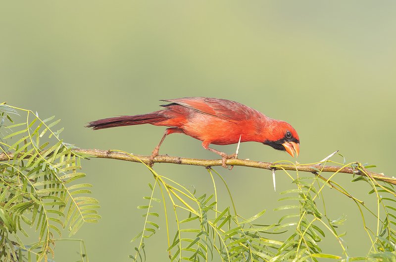 Northern Cardinal male & female - Красный кардинал самец  и самка
