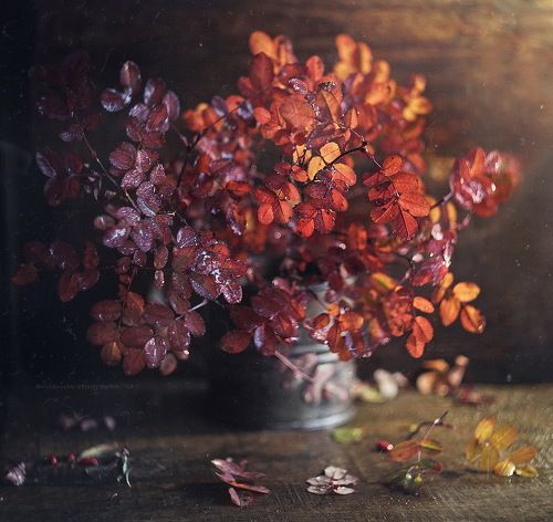wild red*