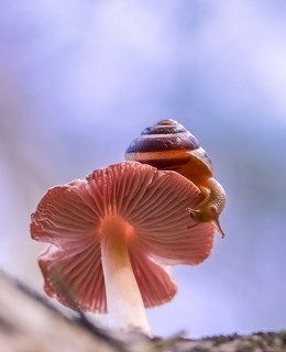 ***