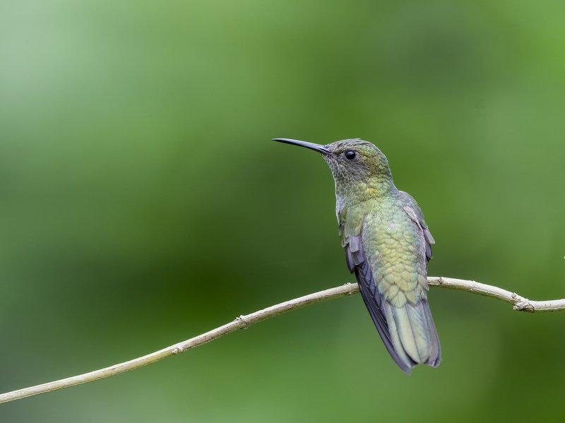 Scaly-breasted Hummingbird (Phaeochroa cuvierii) Colibrí Pechiescamado R