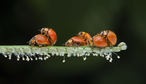 Sex Party Of Bugs