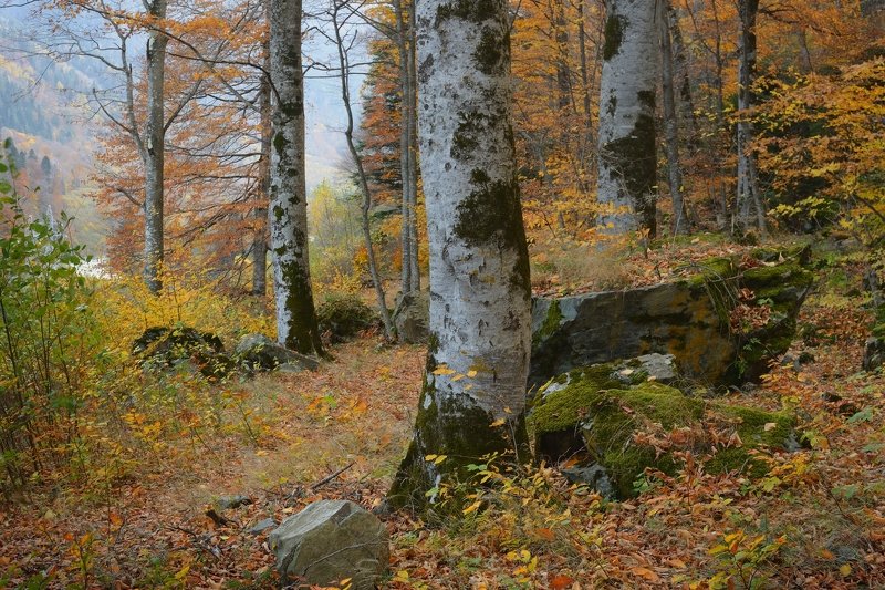 Осенний буковый лес,Кавказ