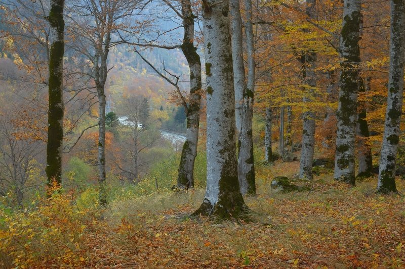 Буковые леса Кавказа
