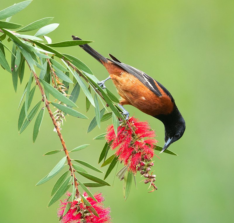 Orchard Oriole перевод