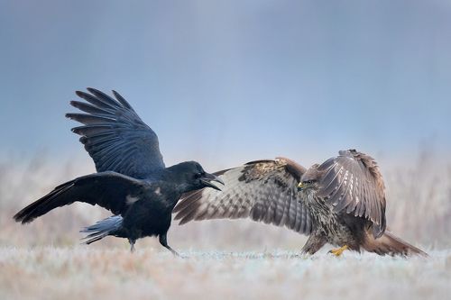 Kruk vs Myszołów