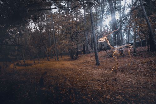 Extinctions