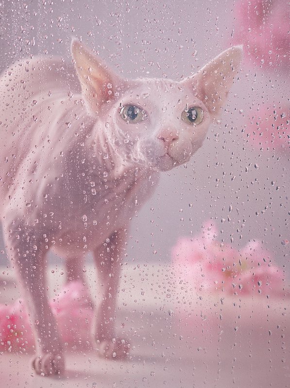 Дожди кэт. Дождя Кэт. Кэт Рейн. Raining_Cats модель Алиса.