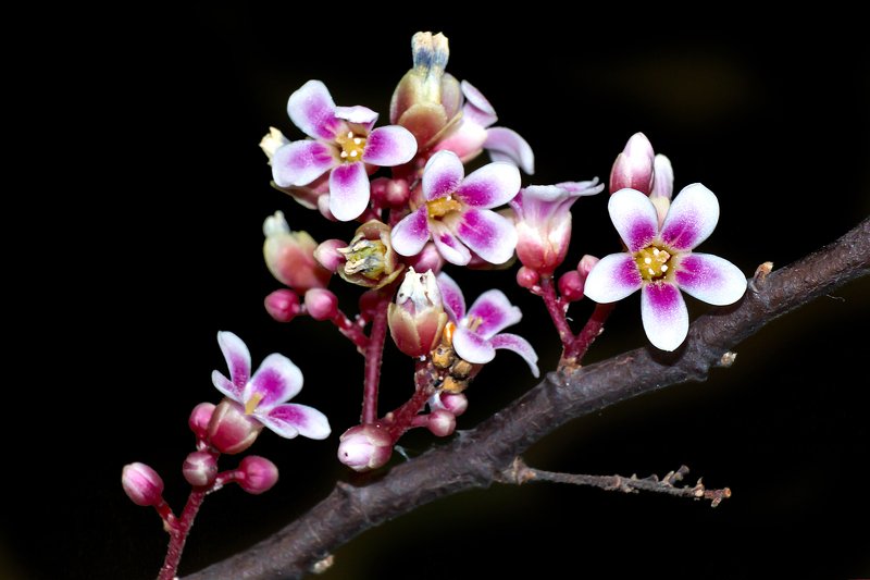Hoa khế - Star fruit flower