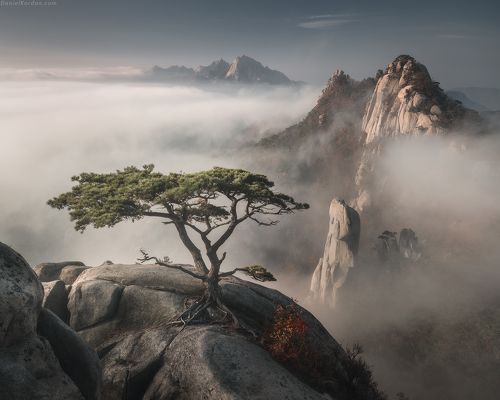 Корейский бонсай