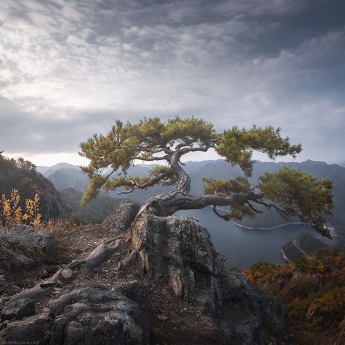 Корейский бонсай